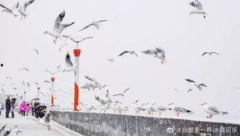 昆明爆料下雪视频最新版,网友视频记录冬日美景